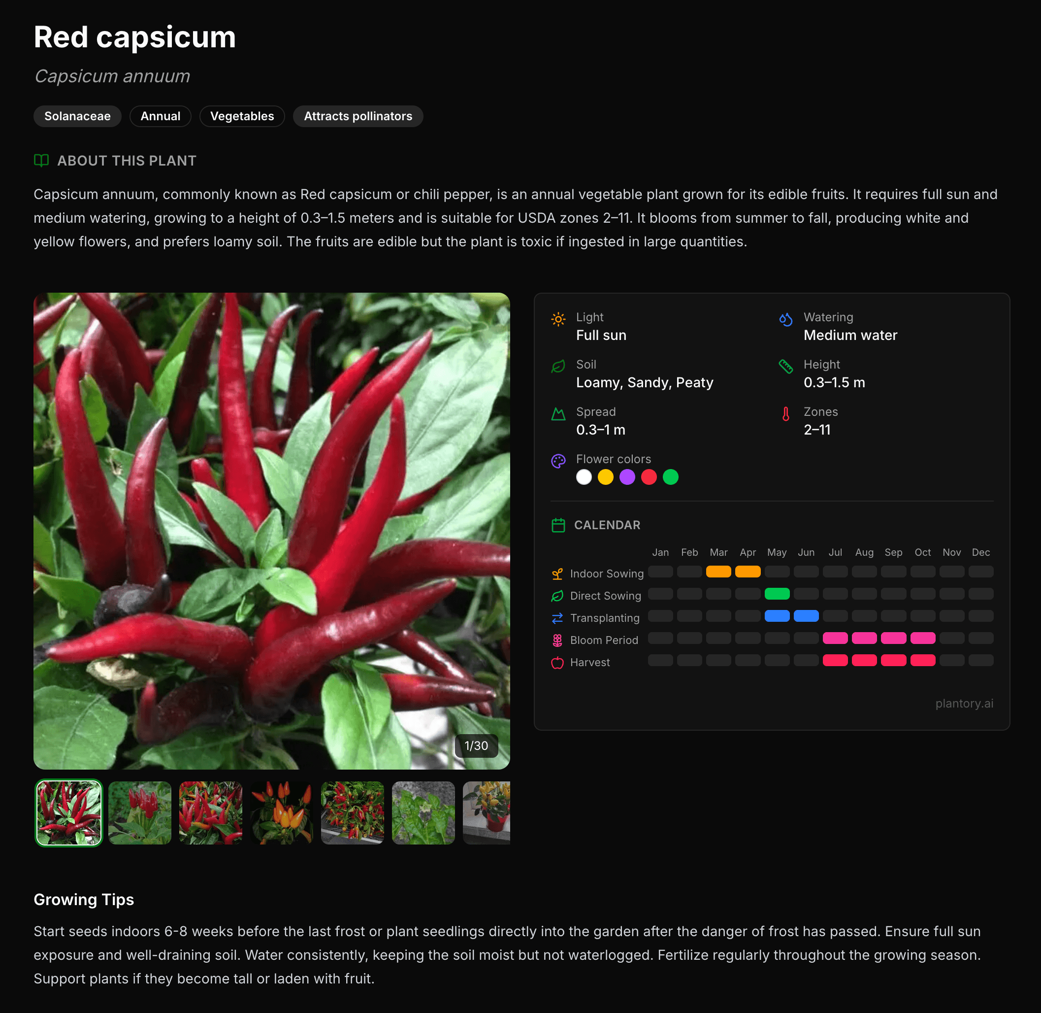 Plant detail card for Red capsicum showing sowing calendar, bloom period, and flower colors